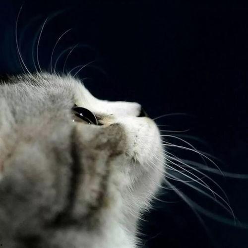 娱乐吃瓜猫捉鸟,一场趣味横生的捉鸟大戏